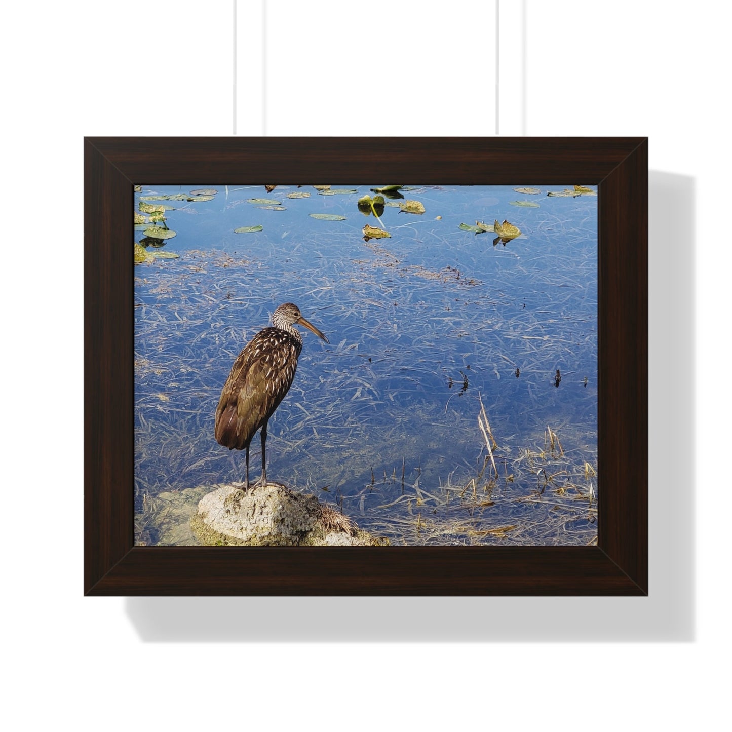Framed Poster - Florida Wildlife by Vashist Mahadeo